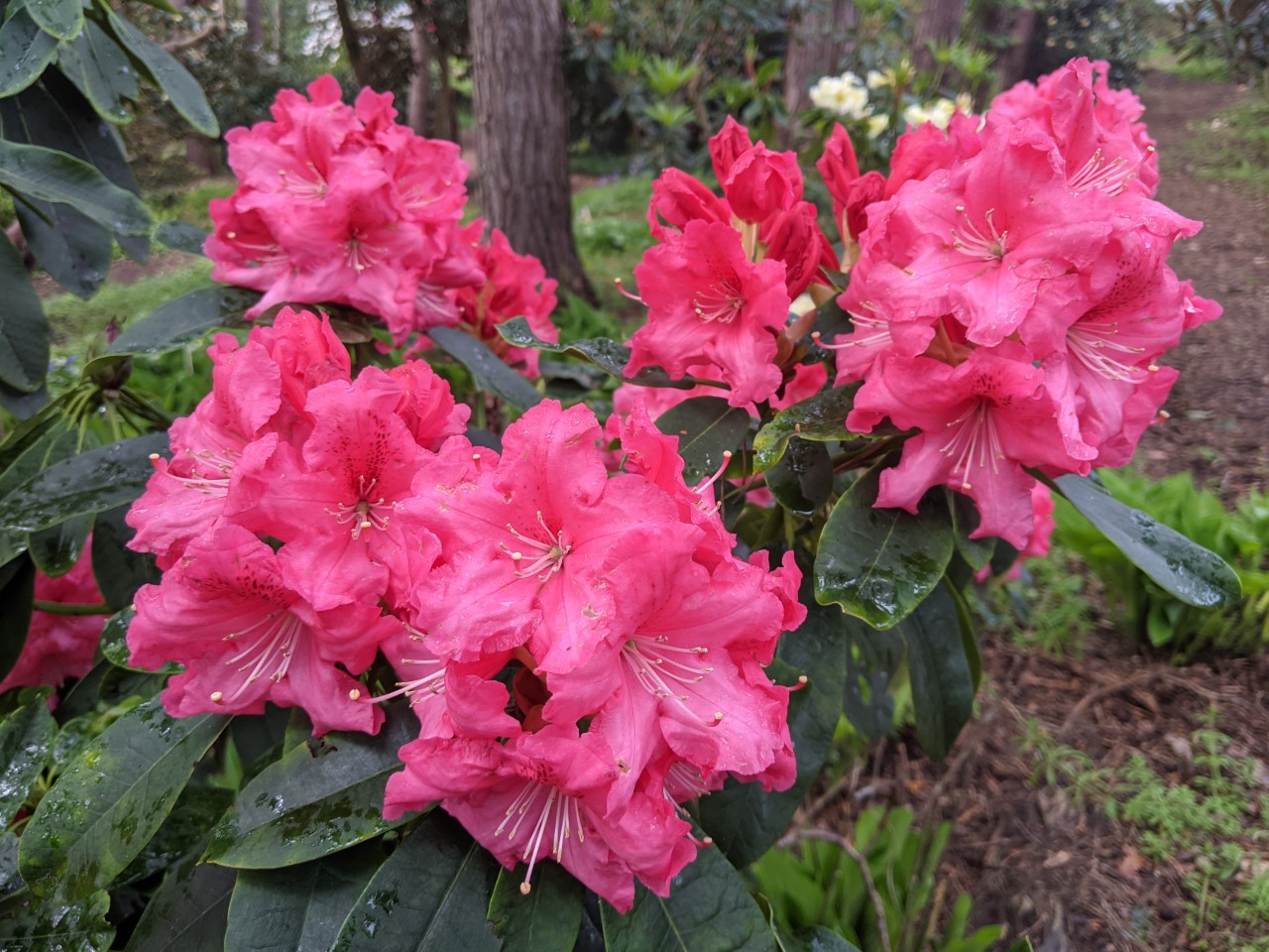 Unnamed hybrid seedling